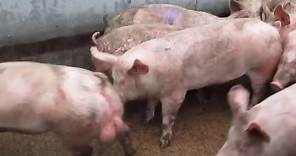 Uk pig slaughterhouse footage 2016