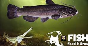 The Ultimate KING of the Swamp - FeedAndGrow: Fish