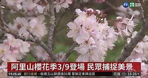 阿里山櫻花季3/9登場 暖冬提早開花