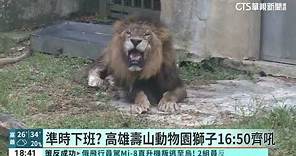 準時下班？ 高雄壽山動物園獅子16：50齊吼｜華視新聞 20230825