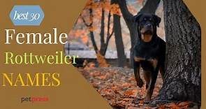 30 Best Female Rottweiler Names - Female Rottweiler Name Ideas | PetPress