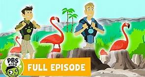 Wild Kratts | Mystery of the Flamingo's Pink | PBS KIDS
