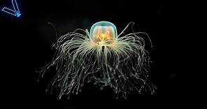 The Strange But Incredible Immortal Jellyfish