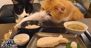 Japanese meal for cats