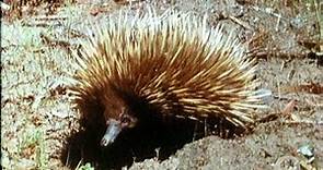 The echidna (or spiny ant-eater) (1969)