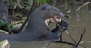 The Giant River Otter of South America