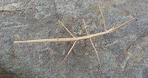 Walking Stick insect || Real Stick Man || Phasmatodea