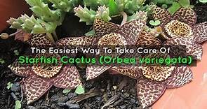 The Easiest Way To Take Care Of A Starfish Cactus (Orbea variegata)