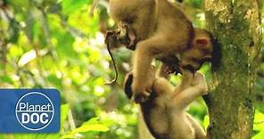 Macacos | Animales Salvajes - Planet Doc