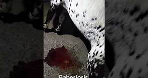 Babesiosis || Red water disease || Red urine