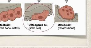 Bone Cells