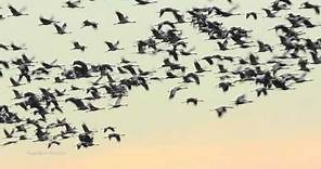 Der Zug der Kraniche - The migration of the cranes