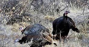 Utah DWR gives hunters tips on where to find turkeys for spring hunt
