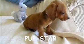 Miniature, Standard, Teacup Dachshund, Puppies, For, Sale, In, New Jersey, NJ, PA, DE, MD,CT