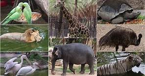 NEHRU ZOO HYDERABAD - HD Video - FULL Coverage || nehru zoological park