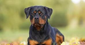 Rottweiler: carácter, origen y todo lo que tienes que saber de esta raza de perro