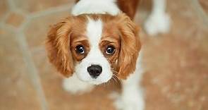 Cavalier King Charles Spaniel: Un cane di piccola taglia di cui è molto facile innamorarsi