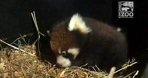 Two Red Panda Cubs - Cincinnati Zoo