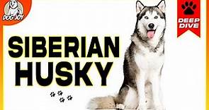 Meet the Siberian Husky: A Complete Guide to the Breed