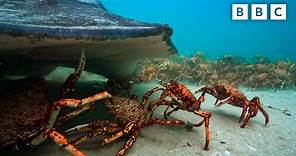 The incredible unity of the spider crab | Spy in the Ocean - BBC