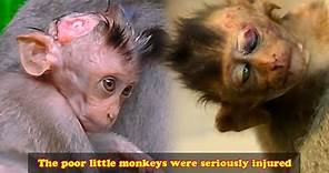 Daily life of wild monkey family. The poor little monkeys were seriously injured