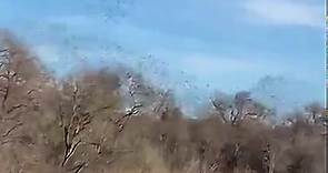 Murmuration of starlings takes to the skies