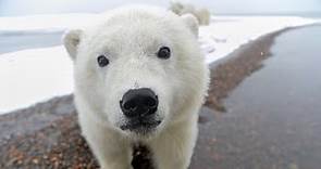 「北極有北極熊」非必然！極地霸主面臨困境｜當這地球沒有牠 | Yahoo Hong Kong