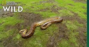 The Anaconda is a Heavyweight of Snakes | Nat Geo Wild