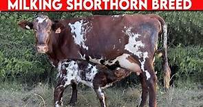 ⭕ Milking Shorthorn Breed ✅ Dairy Cows
