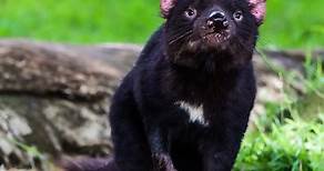 Tasmanian Devil - State Animal of Tasmania (Australia)