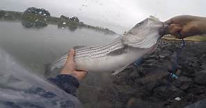 How to catch Sacramento River Striped Bass (Bank fishing)