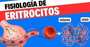 Fisiología de eritrocitos o glóbulos rojos