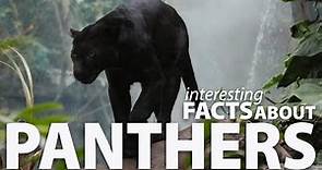 Interesting Facts about Panthers