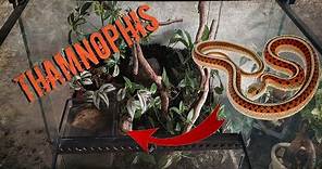 Objectif THAMNOPHIS SIRTALIS !