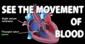The Pathway of Blood Flow Through the Heart, Animation.