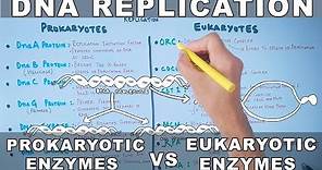 DNA Replication | Prokaryotic vs Eukaryotic Enzymes