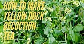 Yellow Dock Root (Rumex Crispus) - How to Make Yellow Dock Decoction Tea for Anemia/ Herbal Medicine