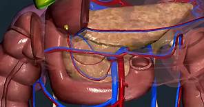 Apparato digerente 18: Pancreas - Anatomia macroscopica