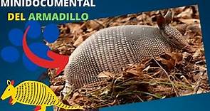 ARMADILLO | MINIDOCUMENTAL | animal armadillo y sus Caracteristicas-Datos en español (2020)
