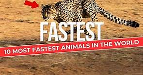 10 Most Fastest Animals in the World (Fastest Animals)