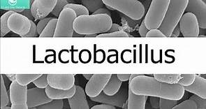 Para qué Sirven los Lactobacilos