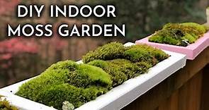 How To Grow Indoor Live Moss Garden | Where To Find Moss + Moss Care Tips | DIY Moss Tray