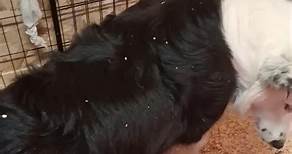 Ultimi cuccioli disponibili di BORDER COLLIE con pedigree e microchip, per informazioni 3381668151 | Allevamento Belverde