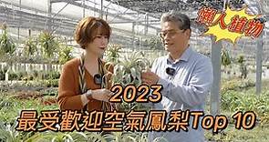 2023年最受歡迎空氣鳳梨Top 10［翡歐娜視記］ep.109#懶人植物