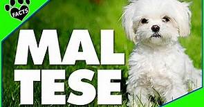 Top 10 Facts About Maltese Dogs 101