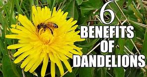 6 Benefits Of Dandelions In Your Garden