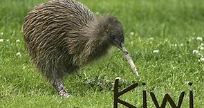 Amazing and Surprising Facts about Kiwi bird -The national animal of New Zealand | Helonational |