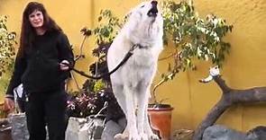 El gran lobo blanco aullando