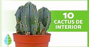 10 CACTUS para INTERIORES de CASA 🌵 (Nombres y Cuidados)