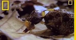 Dung Beetles | National Geographic
